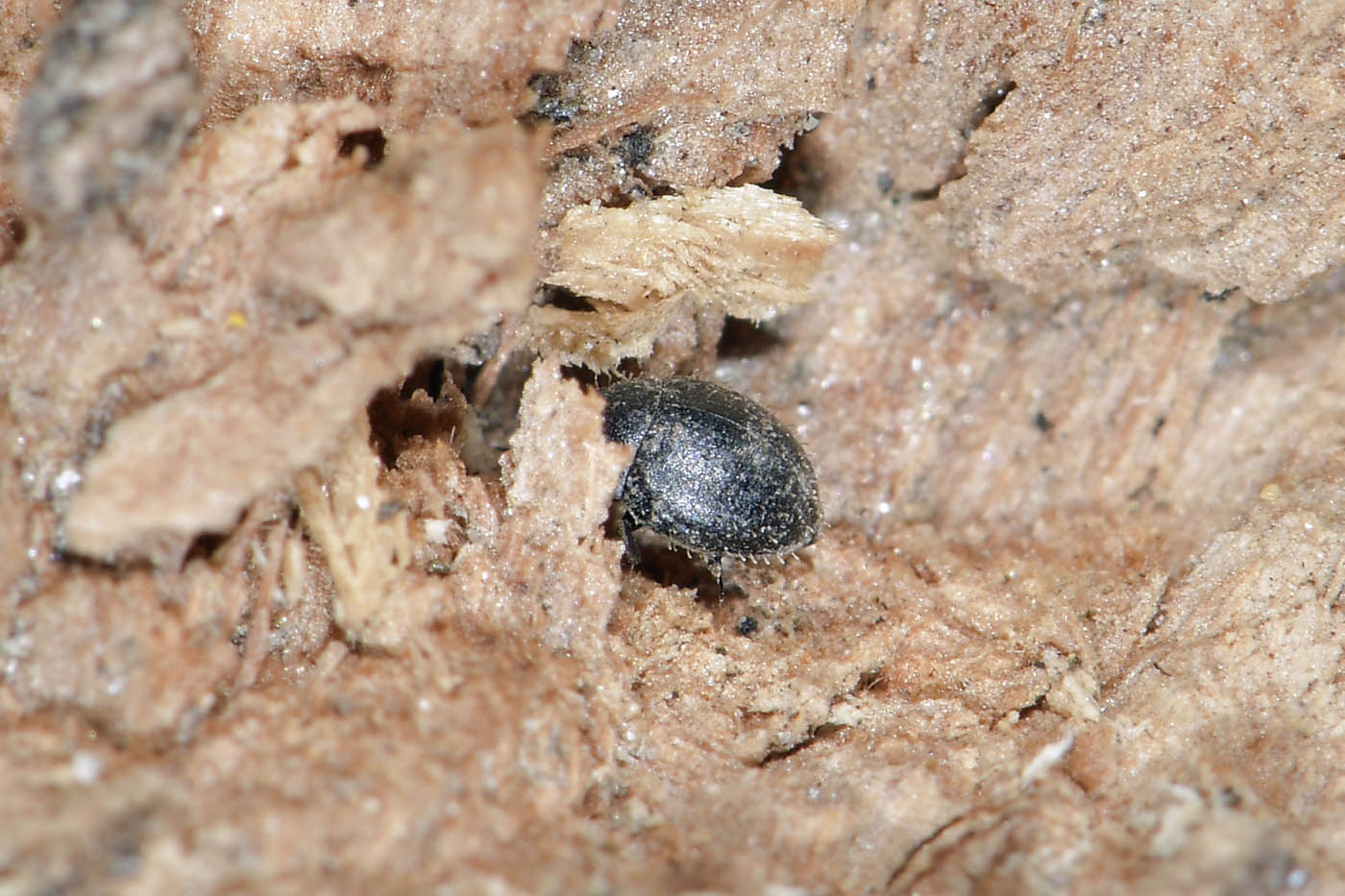 Byrrhidae: Chaetophora sp? S, C. spinosa
